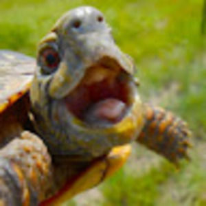 Meet your Posher, Adam